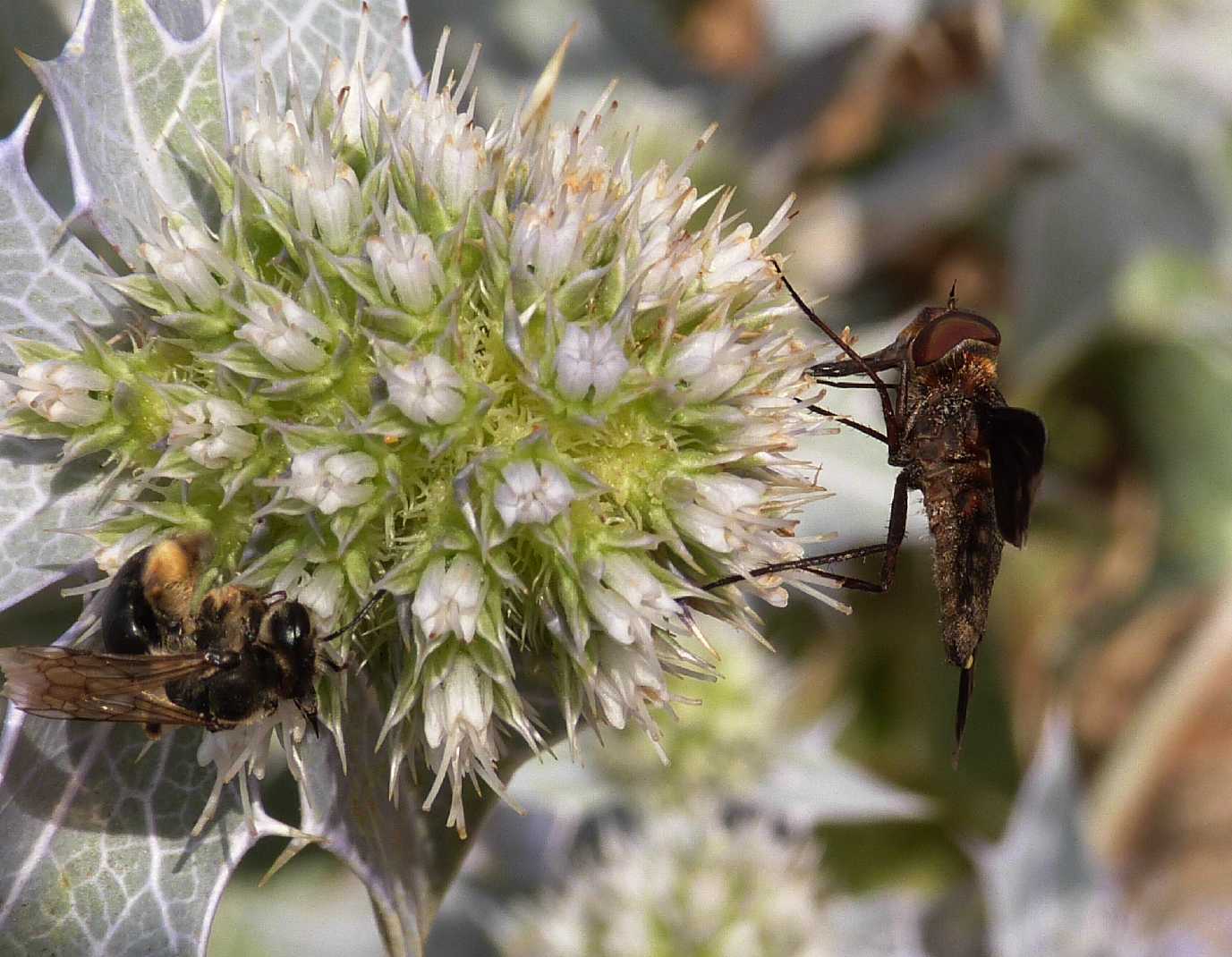 Aeroplanino (Anthrax sp.?) No. Heteralonia sp.